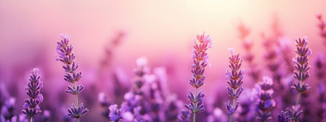 Smooth pastel lavender background with a slight gradient, calming and gentle