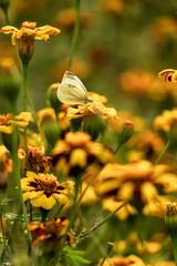 Cabbage White Butterfly on Vibrant Yellow Marigolds in Summer Garden
