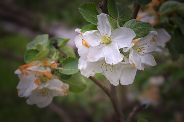 Branch of a wild apple tree with white flowers in spring close-up.