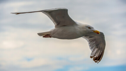 A Seagull Looking Oddly Majestic in Flight