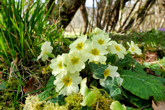Close up of a clump of primroses growing wild in an orchard