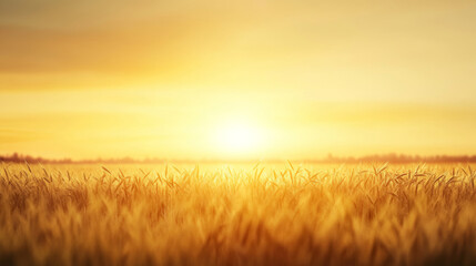 Obraz premium Golden sunlight bathing ripening barley field with warm, glowing radiance during early morning sunrise