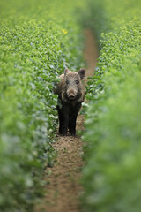 Dzik euroazjatycki, dzik, (Sus scrofa) © Bartosz Rakoczy