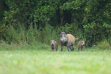 Dzik euroazjatycki, dzik, (Sus scrofa) © Bartosz Rakoczy