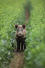 Dzik euroazjatycki, dzik, (Sus scrofa)