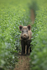 Dzik euroazjatycki, dzik, (Sus scrofa) © Bartosz Rakoczy