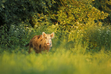 Dzik euroazjatycki, dzik, (Sus scrofa) © Bartosz Rakoczy