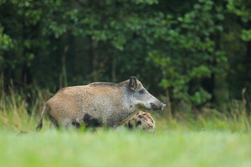 Dzik euroazjatycki, dzik, (Sus scrofa) © Bartosz Rakoczy