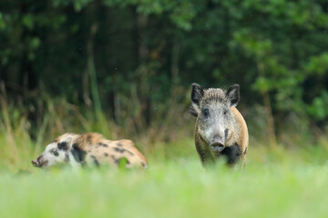 Dzik euroazjatycki, dzik, (Sus scrofa) © Bartosz Rakoczy