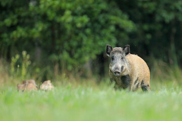 Dzik euroazjatycki, dzik, (Sus scrofa) © Bartosz Rakoczy