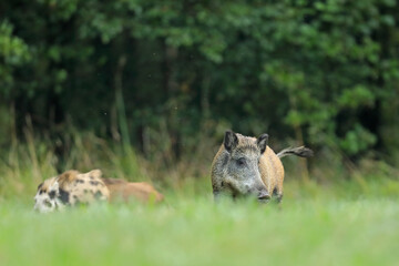 Dzik euroazjatycki, dzik, (Sus scrofa) © Bartosz Rakoczy