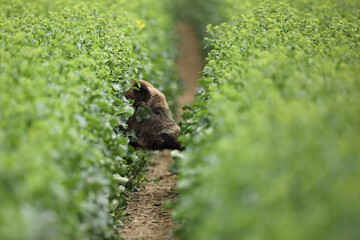 Dzik euroazjatycki, dzik, (Sus scrofa) © Bartosz Rakoczy