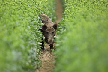 Dzik euroazjatycki, dzik, (Sus scrofa) © Bartosz Rakoczy