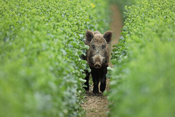 Dzik euroazjatycki, dzik, (Sus scrofa) © Bartosz Rakoczy