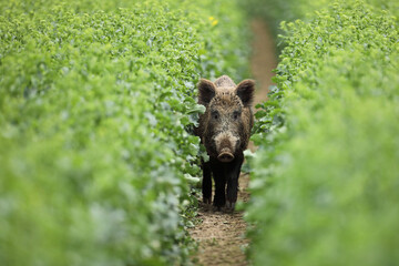 Dzik euroazjatycki, dzik, (Sus scrofa) © Bartosz Rakoczy