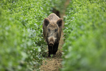 Dzik euroazjatycki, dzik, (Sus scrofa) © Bartosz Rakoczy