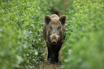 Dzik euroazjatycki, dzik, (Sus scrofa) © Bartosz Rakoczy