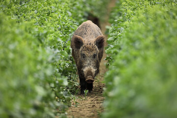 Dzik euroazjatycki, dzik, (Sus scrofa) © Bartosz Rakoczy