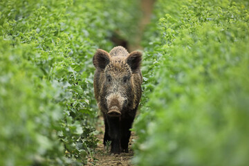 Dzik euroazjatycki, dzik, (Sus scrofa) © Bartosz Rakoczy