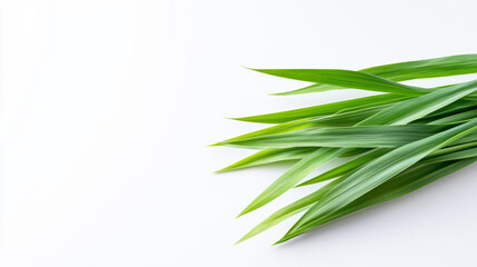 Fototapeta premium Green wheat stalks closely framing detailed texture, lying flat against crisp white backdrop, highlighting natural minimalist design