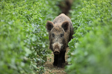 Dzik euroazjatycki, dzik, (Sus scrofa) © Bartosz Rakoczy