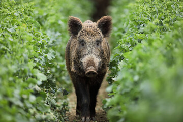 Dzik euroazjatycki, dzik, (Sus scrofa) © Bartosz Rakoczy