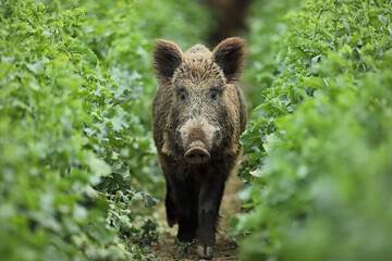Dzik euroazjatycki, dzik, (Sus scrofa) © Bartosz Rakoczy