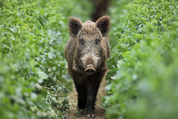 Dzik euroazjatycki, dzik, (Sus scrofa) © Bartosz Rakoczy