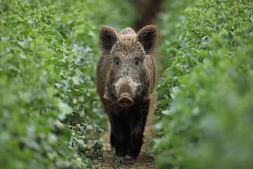 Dzik euroazjatycki, dzik, (Sus scrofa) © Bartosz Rakoczy