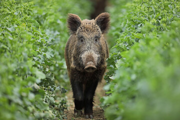 Dzik euroazjatycki, dzik, (Sus scrofa) © Bartosz Rakoczy