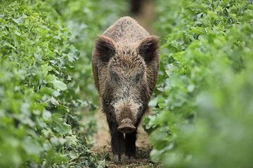 Dzik euroazjatycki, dzik, (Sus scrofa) © Bartosz Rakoczy