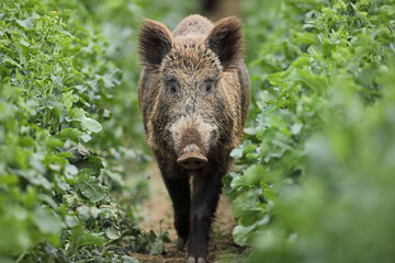 Dzik euroazjatycki, dzik, (Sus scrofa) © Bartosz Rakoczy
