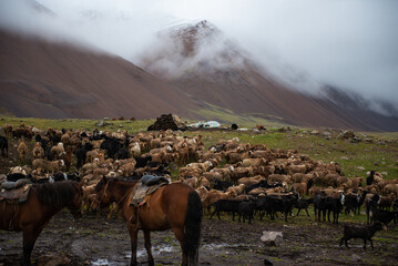 Mongolian livestock sheep, goat are grazing in the summer pasture
