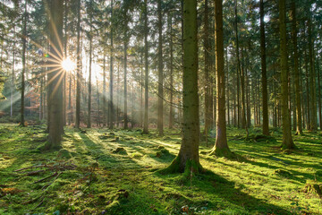 Warme Sonnenstrahlen im moosbewachsenen Fichtenwald, Sonnenstern, Aalen, Deutschland © Susanne