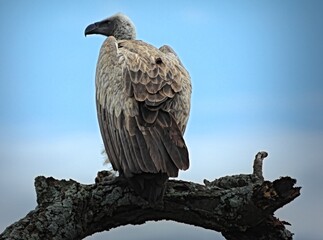 Still Here... Critically Endangered White-backed Vulture (Gyps africanus) perched on a mossy branch in the Serengeti, Tanzania
