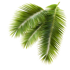 Lush Green Palm Fronds  Tropical Leaves  Exotic Foliage  Summer  Nature  Botany   Plant
