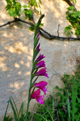 Byzantine Gladiolus (Sword Lily) growing against a limestone wall
