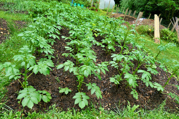 Growing potatoes conventionally in the ground with the soil earthed up with compost using the no...