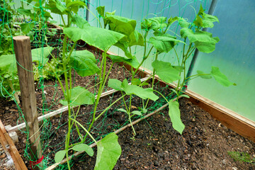 Young cucumber plants growing up a plastic mesh inside a polytunnel
