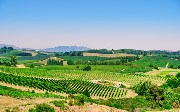 Scenic view of rolling hills and vine rows on a blue sky afternoon in the picturesque Elgin Valley, South Africa
