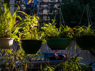 Hanging pots with plants. Decor with plants.