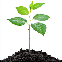 Young Sapling Sprouting from the Soil with Vibrant Green Leaves on a White Background