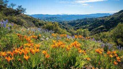 Obraz premium Vibrant orange lilies and blue wildflowers bloom in a lush mountain meadow overlooking a vast valley under a clear blue sky.