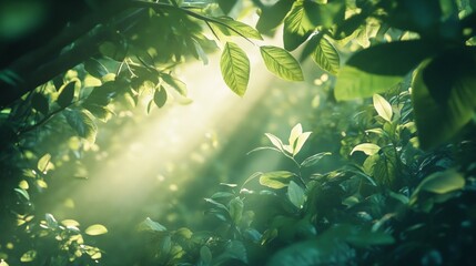 Fototapeta premium Sunlight Filtered Through Lush Green Leaves in a Serene Forest