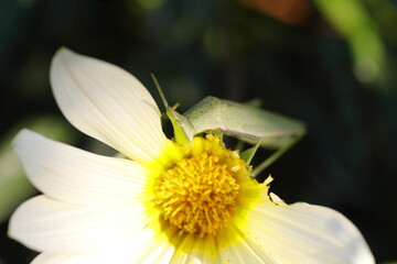 Obraz premium ガザニアの花びらを食べ尽くすオンブバッタ