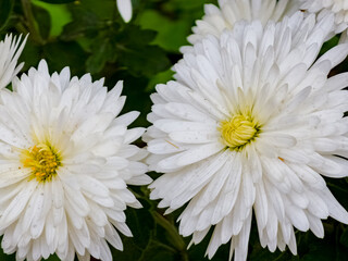 Close-up of yellow-white flowers of Chrysanthemum koreanum in autumn.