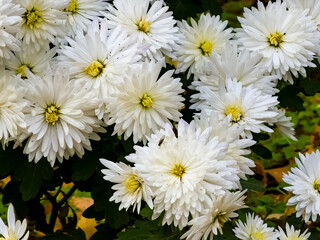 Close-up of yellow-white flowers of Chrysanthemum koreanum in autumn.