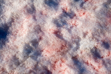 Blood Snow: A Close-Up of Red-Tinted Snow in the Arctic