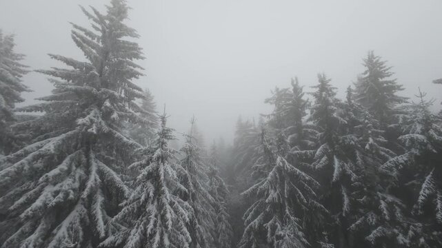snowy forest in fog from drone
