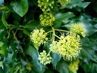Green and yellow flowers on the branches of a tree in the garden